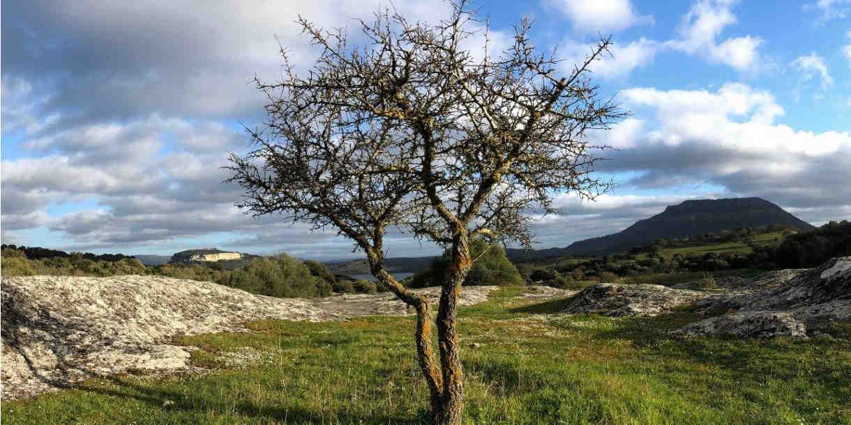 Pintadera Alghero tree